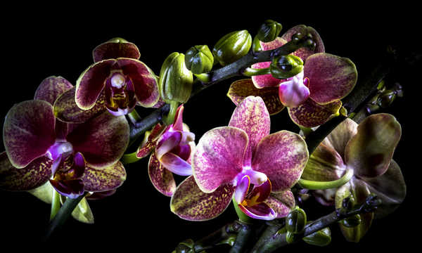 Poster Bunga Anggrek Orchid Closeup Black background WPS 004