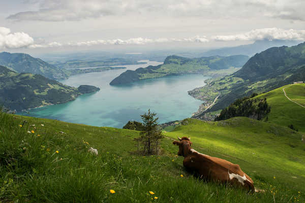 Poster Pemandangan Gunung Mountains Grasslands Cow Scenery Switzerland Grass 1Z