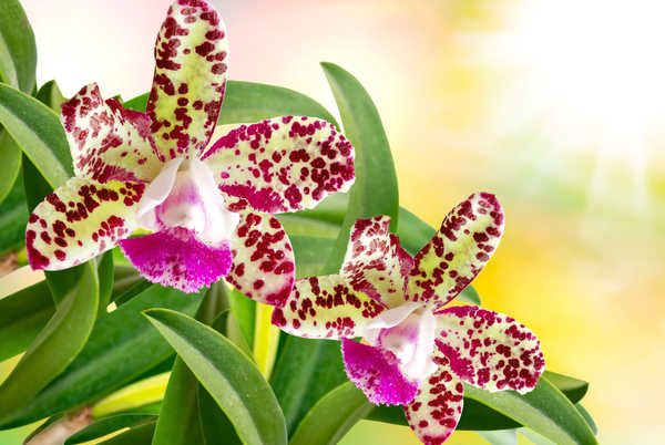 Poster Bunga Anggrek Orchid Closeup Two WPS