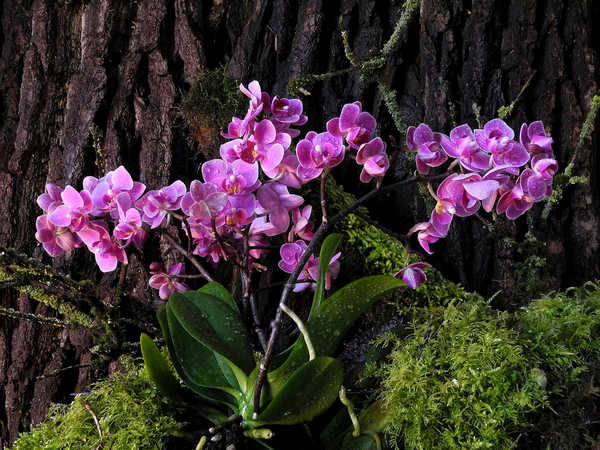 Gambar Poster Anggrek Orchid Pink color Trunk WPS