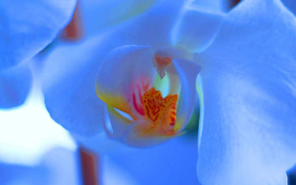 Gambar Poster Anggrek Flower Flowers Orchid 002APC