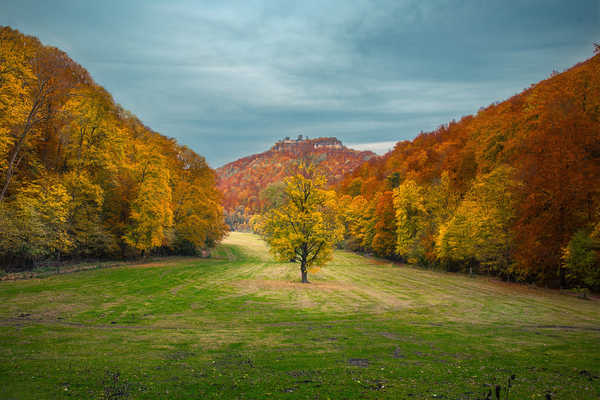 poster gunung Earth Fall Foliage Forest Mountain Tree Trees Tree APC