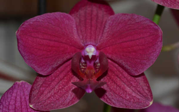 Gambar Poster Bunga Anggrek Flowers Orchid 008APC