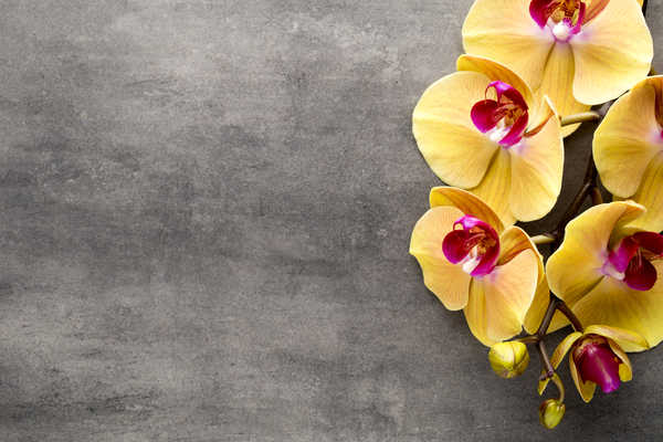 Poster Anggrek Orchid Closeup Yellow WPS 005