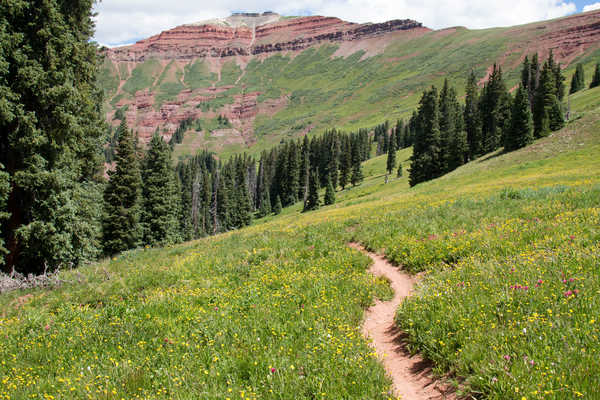 poster pemandangan alam gunung USA Mountains Colorado Fir Trail Grass 1Z