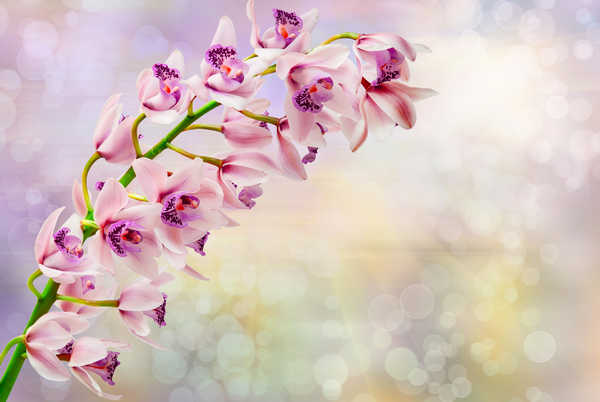 Poster Bunga Anggrek Orchid Closeup WPS 011