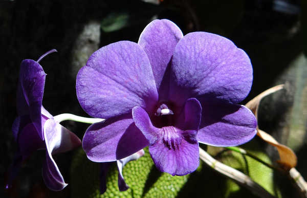 Poster Bunga Anggrek Closeup Orchid Dendrobium Violet WPS
