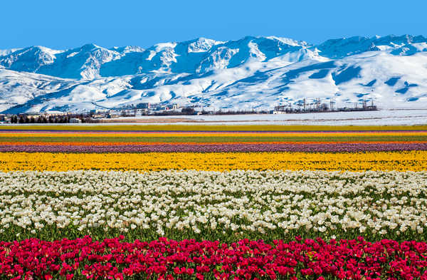 poster pegunungan Australia Mountains Fields Tulips 1Z