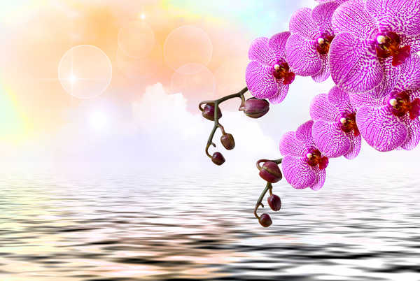 Gambar Poster Bunga Anggrek Orchid Water Pink color WPS 002