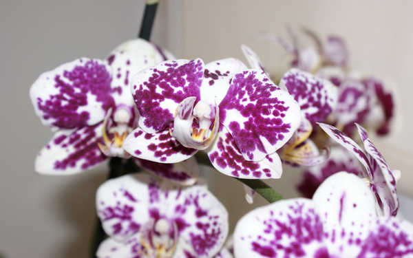 Gambar Poster Anggrek Flowers Orchid 002APC
