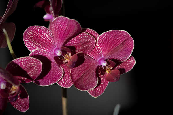 Poster Anggrek Closeup Orchid WPS 002