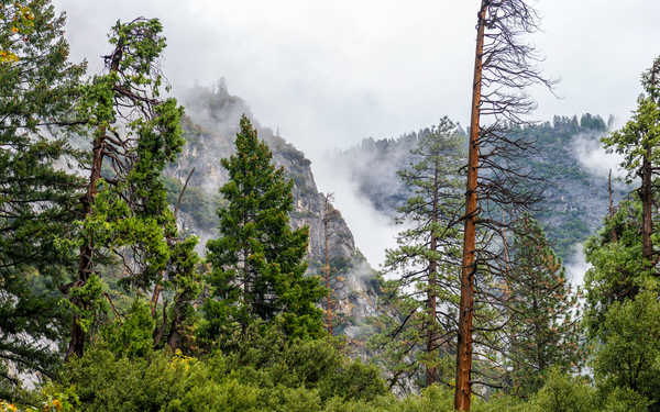 Poster Pemandangan Gunung USA Parks Mountains Yosemite Fir Fog Trees 1Z