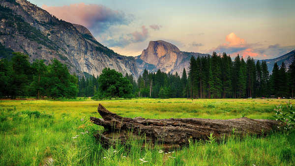 poster pemandangan alam gunung Switzerland Mountains Forests Alps Trunk tree 1Z