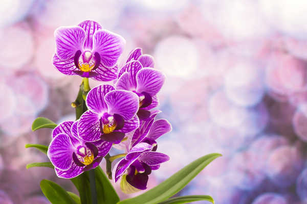 Hiasan Dinding Anggrek Orchid Violet WPS