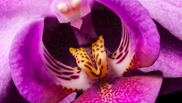 Hiasan Dinding Anggrek Flowers Orchid 016APC