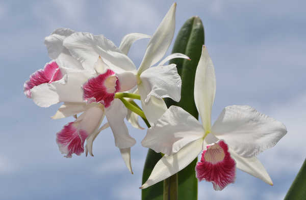 Gambar Poster Bunga Anggrek Orchid Closeup White WPS 012