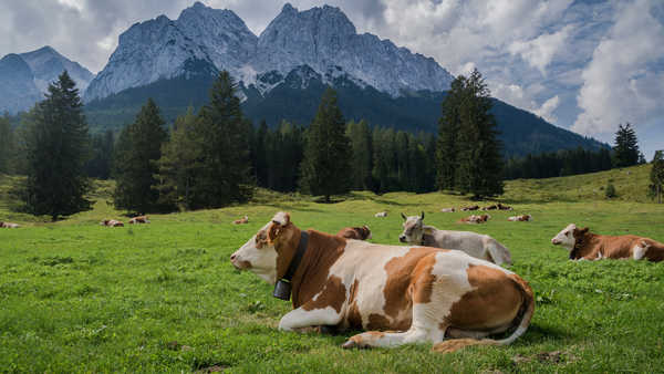 Poster Pemandangan Gunung Cow Mountains Grasslands Lying down Grass 1Z