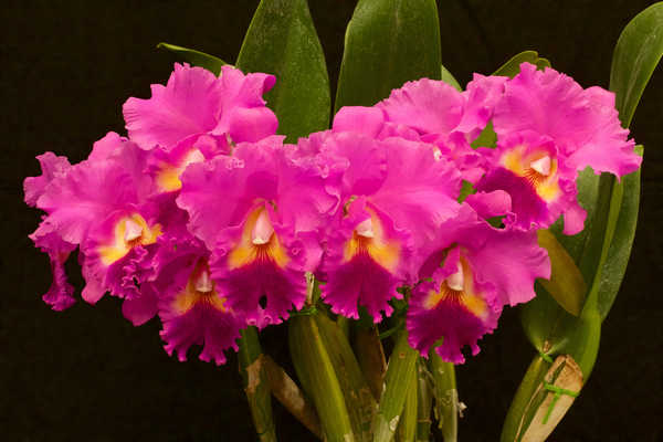 Gambar Poster Anggrek Orchid Closeup Pink WPS 004