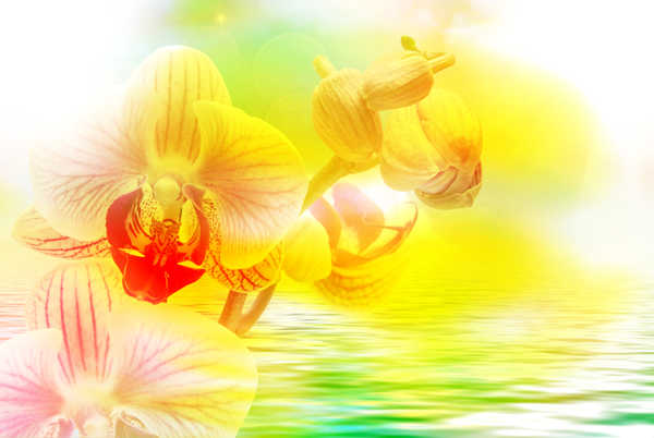 Gambar Poster Bunga Anggrek Orchid Water Yellow WPS 002