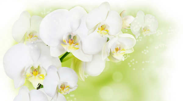 Poster Anggrek Orchid Closeup White WPS 004