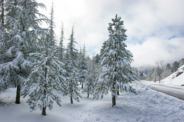 Poster Pemandangan Gunung Earth Forest Mountain Road Snow Winter Earth Winter APC