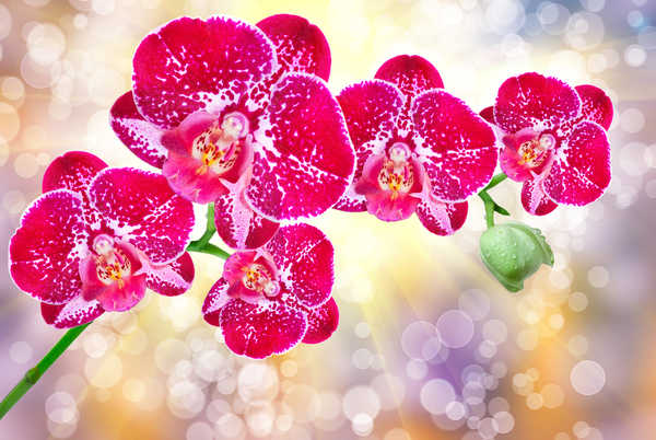 Poster Anggrek Bokeh Flower Orchid Pink Flower Sunbeam Flowers Orchid 001APC