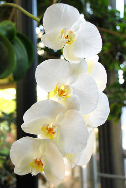 Gambar Poster Anggrek Orchid Closeup White WPS 011