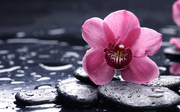 Poster Anggrek Orchid Stones Pink color Drops WPS