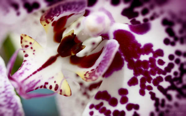 Poster Bunga Anggrek Flowers Orchid 024APC