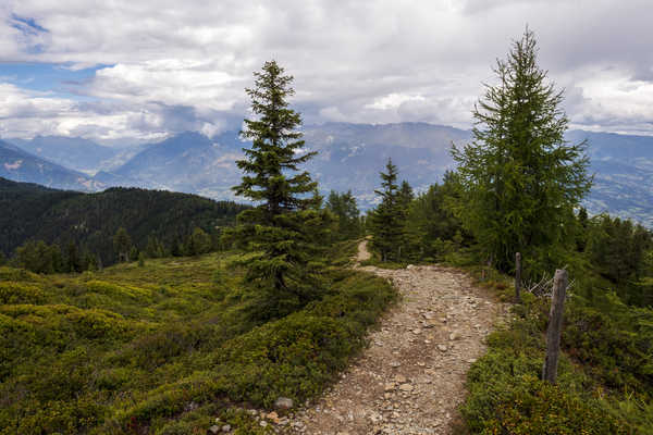 poster gunung Mountains Forests Scenery Trail Spruce Grass 1Z