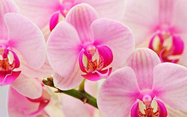 Hiasan Dinding Anggrek Flowers Orchid 026APC