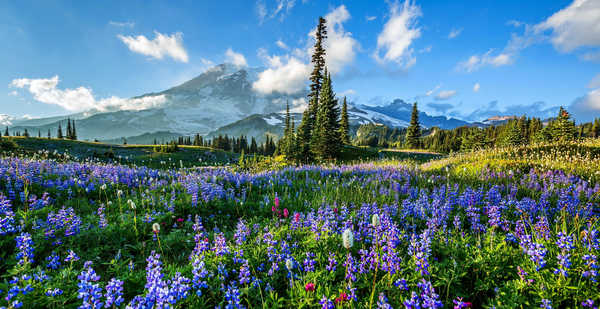 Poster Pemandangan Gunung Mountains Mount Rainier APC 003