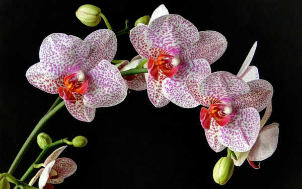 Gambar Poster Bunga Anggrek Earth Flower Orchid Flowers Orchid APC