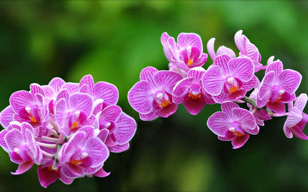 Poster Bunga Anggrek Flowers Orchid 014APC