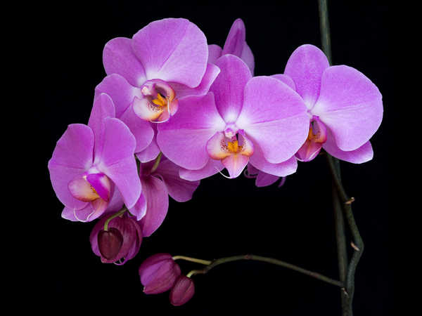 Gambar Poster Bunga Anggrek Orchid Black background Flower bud Violet WPS