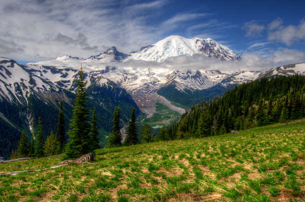 poster pemandangan alam gunung Forest Mount Rainier Mountain Snow Tree Mountains Mount Rainier APC