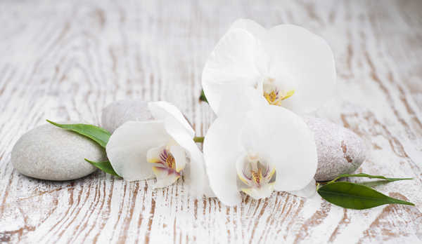 Poster Bunga Anggrek Orchid White WPS 001
