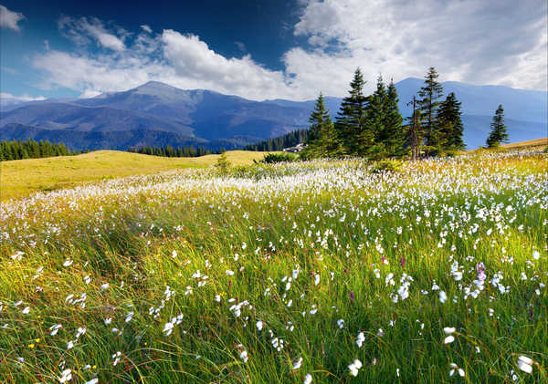 poster pemandangan alam gunung Mountains Scenery Grasslands Grass Hill 1Z