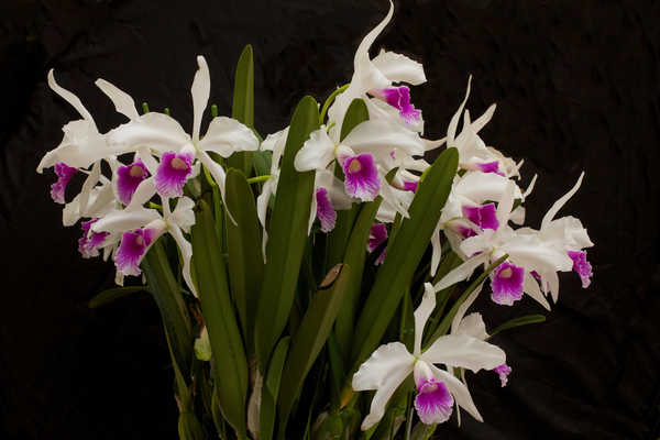 Gambar Poster Anggrek Orchid Closeup Black background WPS 002