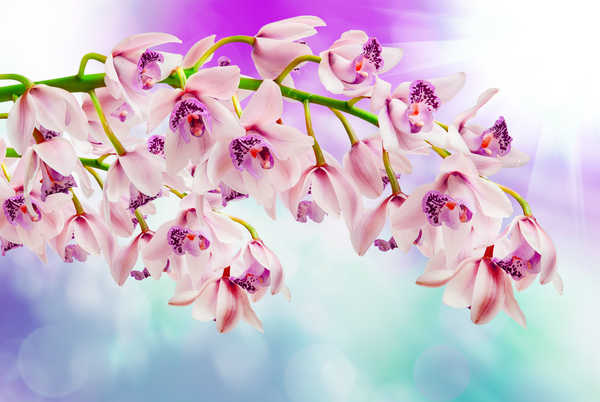 Poster Anggrek orchids WPS