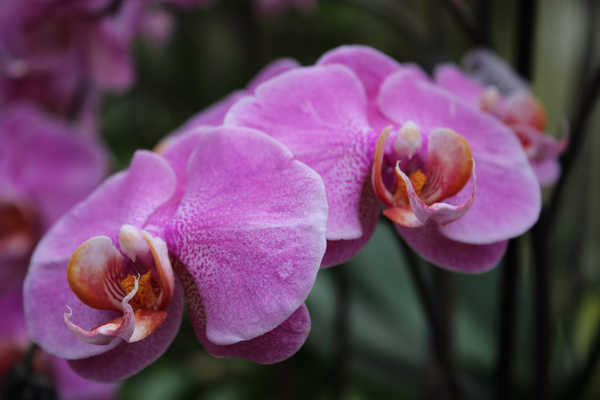 Gambar Poster Anggrek Orchid Closeup Bokeh WPS 001