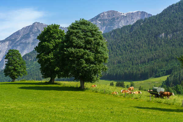 poster gunung Austria Mountains Forests Cow Grasslands 1Z