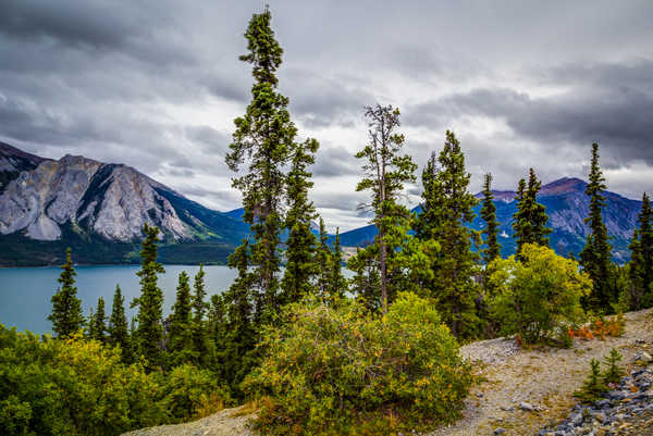 Poster Pemandangan Gunung Alaska Mountains Lake Tutshi Lake Shrubs Trees 1Z