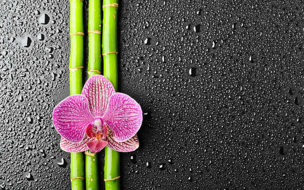 Poster Anggrek Flower Orchid Water Drop Flowers Flower APC