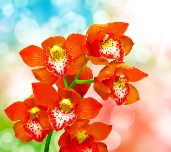 Gambar Poster Bunga Anggrek Orchid Closeup Red WPS 001