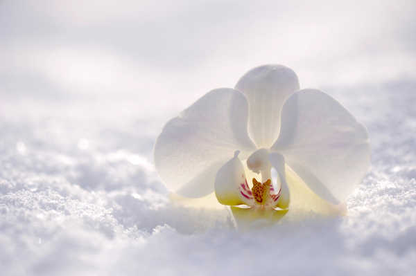 Hiasan Dinding Anggrek Orchid Closeup White Snow WPS