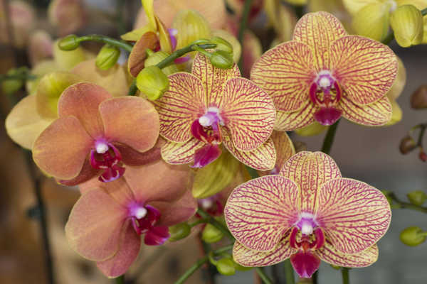 Gambar Poster Anggrek Orchid Closeup WPS 014