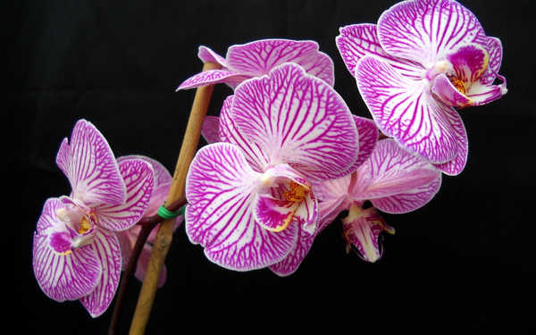 Gambar Poster Anggrek Flowers Orchid 007APC