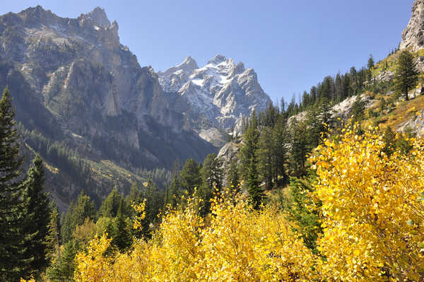 poster pemandangan alam gunung USA Mountains Autumn Forests Parks Grand Teton 1Z