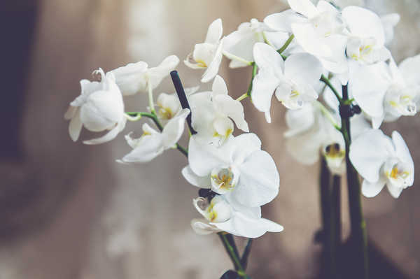 Poster Anggrek Orchid White WPS 002
